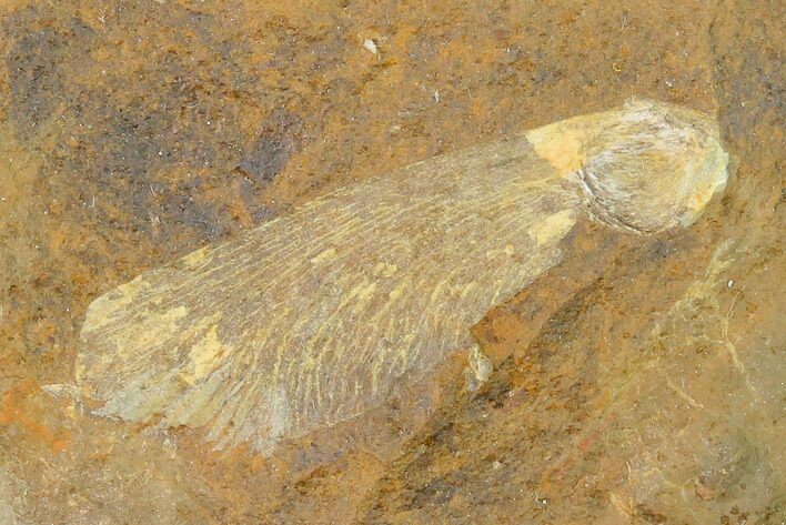Paleocene Winged Maple Seed (Acer) Fossil - North Dakota #145328